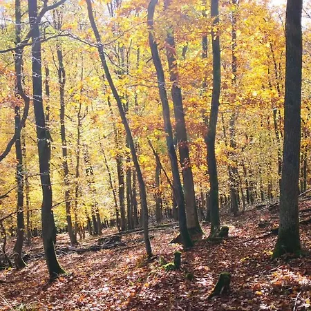 Rheinweinboppard 2 - Mit Rheinblick *